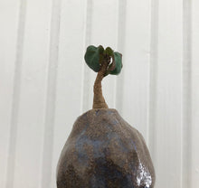 Euphorbia brunellii