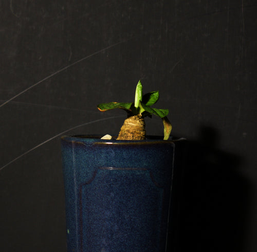 Euphorbia Ecklonii