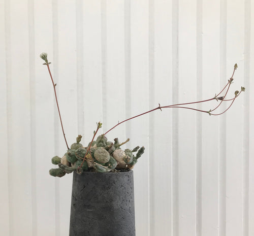 Lille Euphorbia Globosa