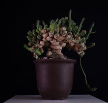 Euphorbia Globosa