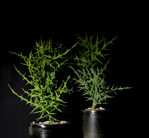 Euphorbia Stenoclada