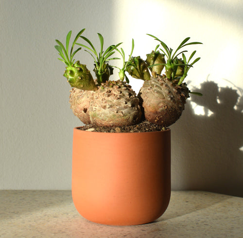 Euphorbia bupleurifolia x suzannae