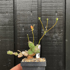 Lille Euphorbia Globosa
