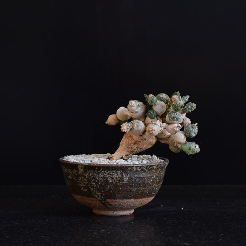 Euphorbia Globosa