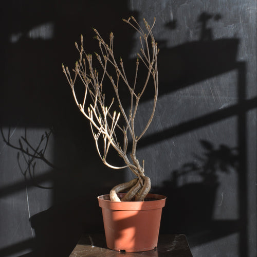 Euphorbia Hedyotoides