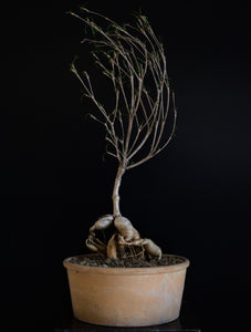 Euphorbia Hedyotoides - stor
