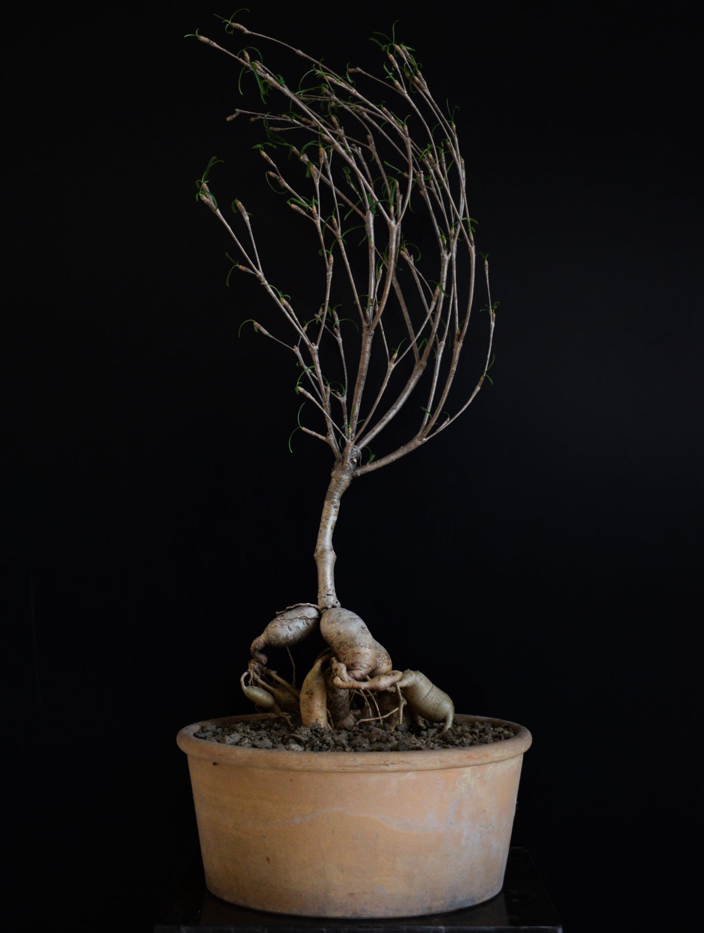 Euphorbia Hedyotoides - stor