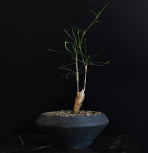 Euphorbia Hedyotoides - lille