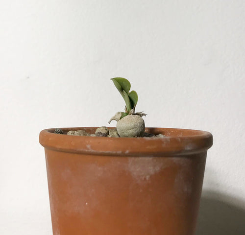 Euphorbia Poissonii