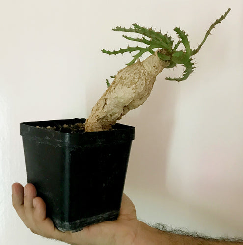 Euphorbia Stellata