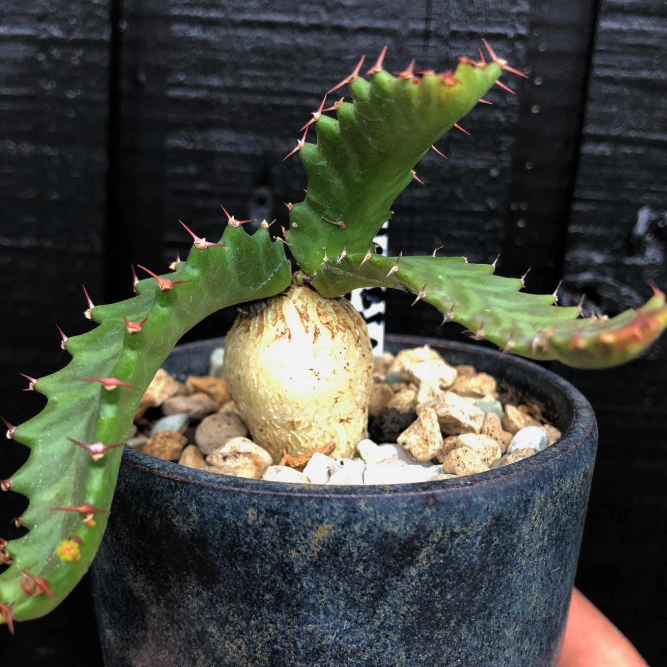 Euphorbia Stellata lille