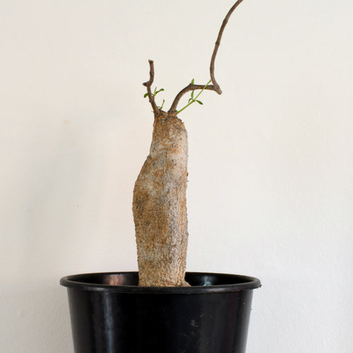 Fockea Edulis - 30cm høj