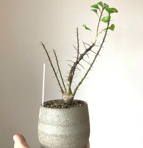Fouquiera Fasciculata