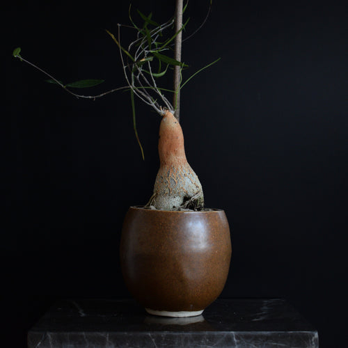 Caudiciform potte 11x10cm