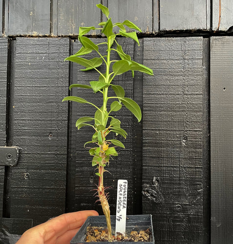 Fouquieria Splendens