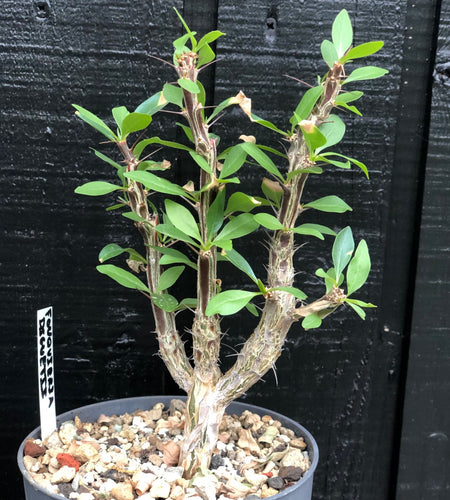 Fouquieria Diguetii