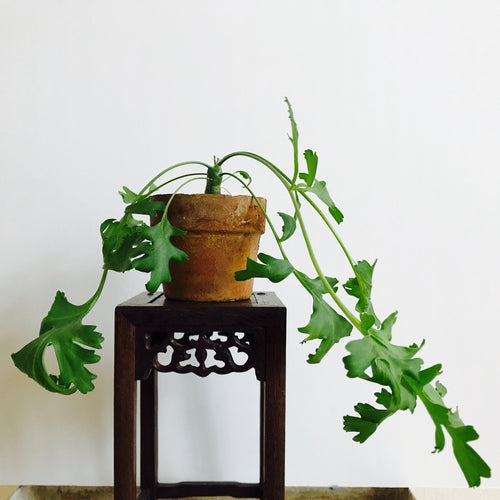 Pelargonium Polycephalum