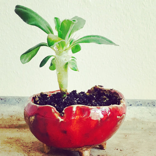 Pachypodium Saundersii i rød tripod potte