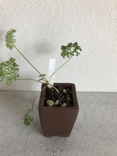 Høj bonsaipotte i ler (uden plante)