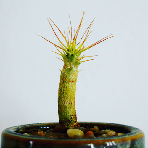 Pachypodium Saundersii