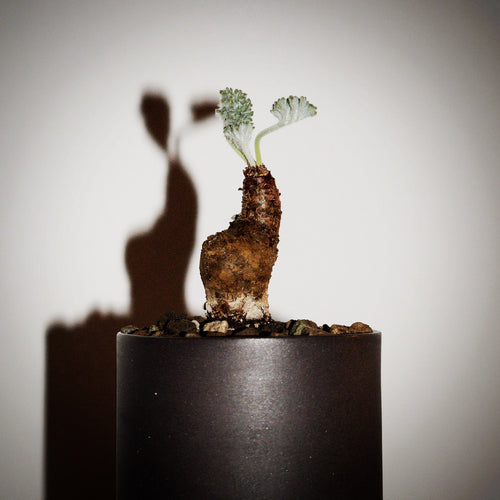 Pelargonium Crassicaule