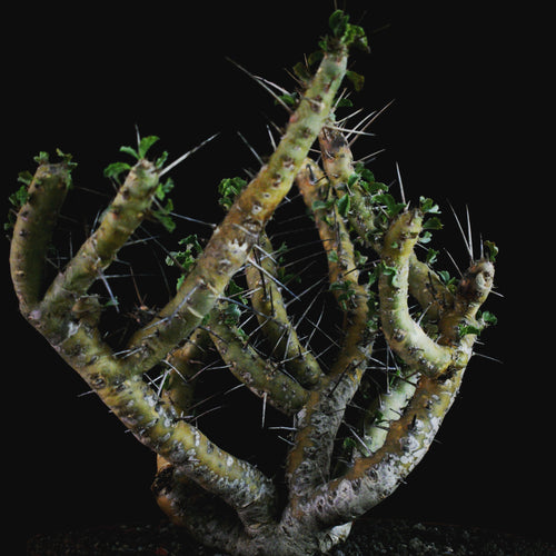 Sarcocaulon Crassicaule