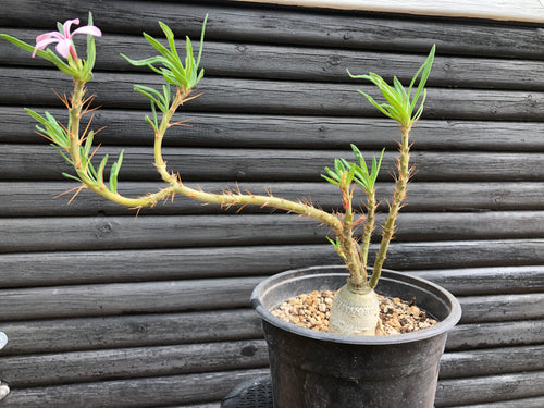 Pachypodium Succulentum