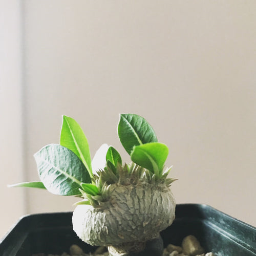 Podet Pachypodium Brevicaule