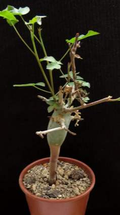 Commiphora Kataf – Caudiciform.com