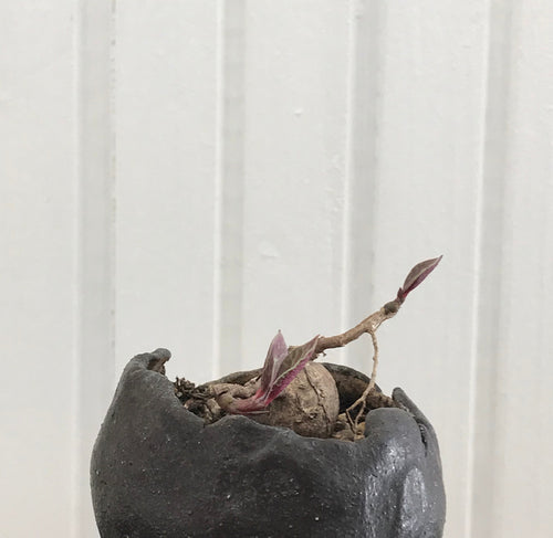 Monadenium stoloniferum