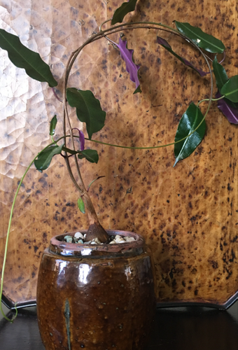 Petopentia Natalensis