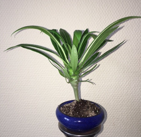 Pachypodium Lamerei
