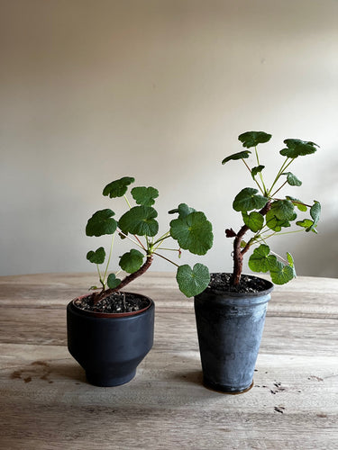 Pelargonium Cotyledonis