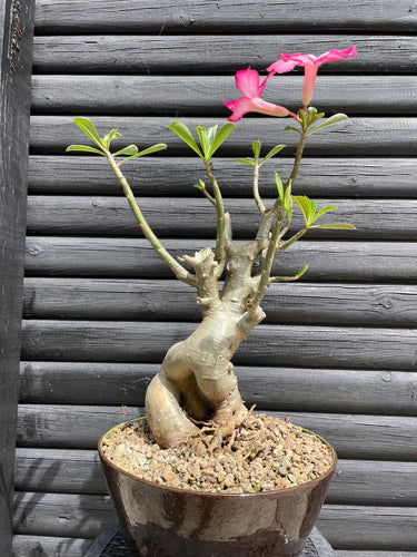 Adenium Obesum - 30cm høj