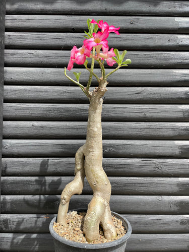 Adenium Obesum - 50cm høj