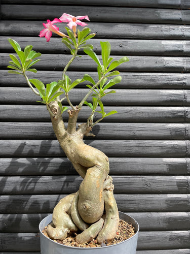 Adenium Obesum - 70cm høj