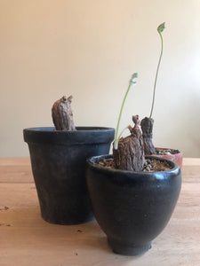 Pelargonium Triste