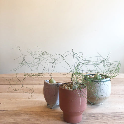 Schizobasis Intricata