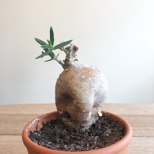 Pachypodium Bispinosum