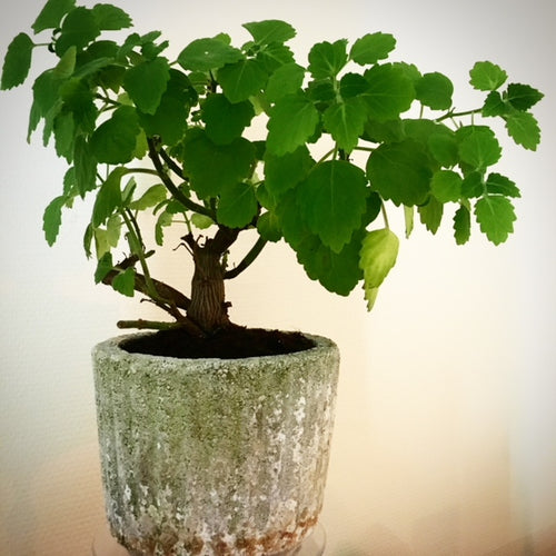 Plectranthus Ernstii - Mølplante