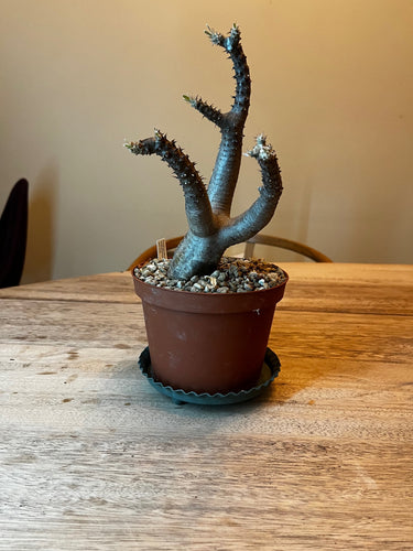 Pachypodium Makayense