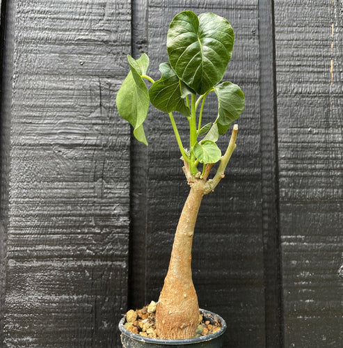Ipomoea Lapidosa
