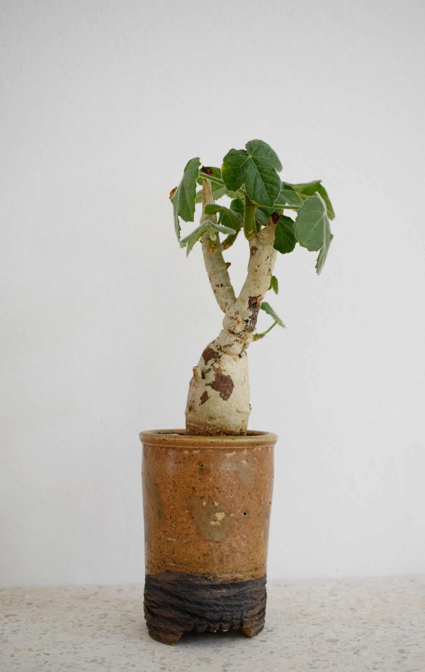 Jatropha Spicata  i høj potte