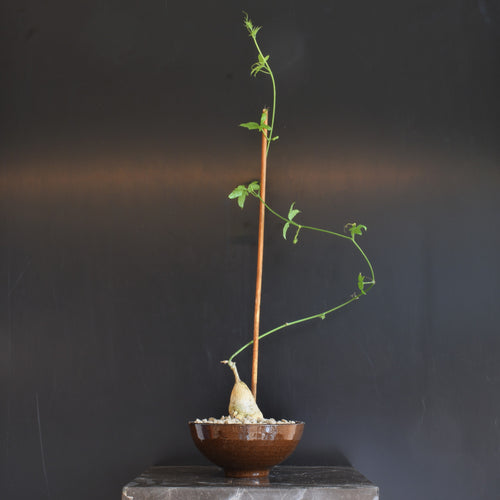 Kedrostis Nana