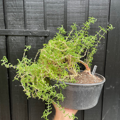 Mestoklema Arboriforme