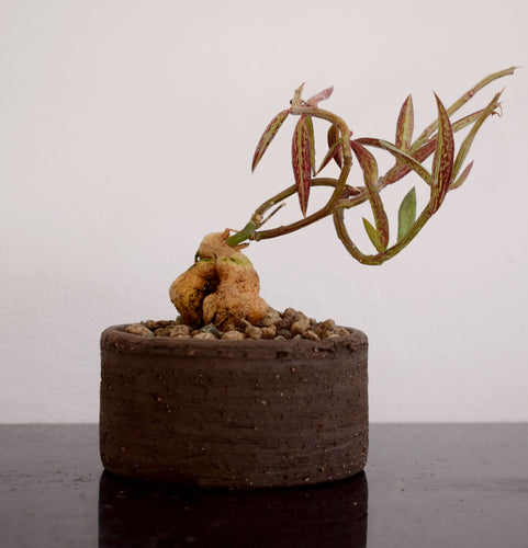 Monadenium Rubellum