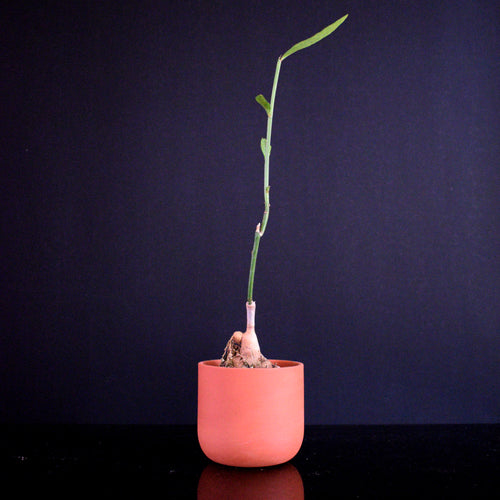 Monadenium Invenustum