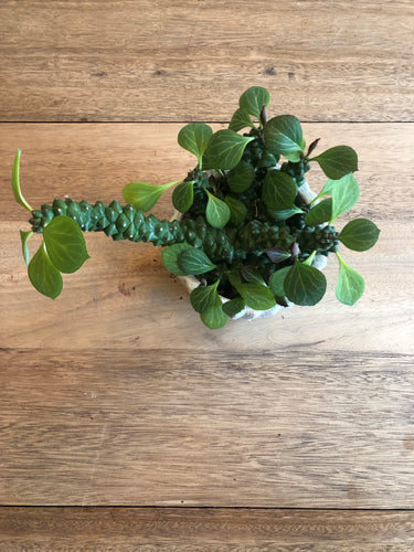 Monadenium Ritchiei
