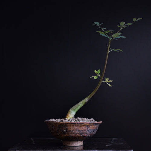 Moringa Hildebrandtii