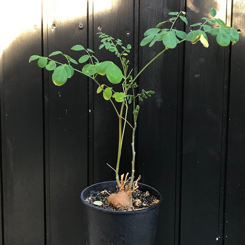 Moringa Ovalifolia